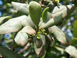 Image result for Euclea schimperi