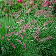 Image result for Melinis tenuissima