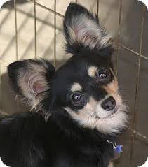 Black And Tan Corgi Mix Corgi Papillon Mix Puppy For Sale In Santa Ana California Sparky Papillon Mix Corgi Corgi Mix