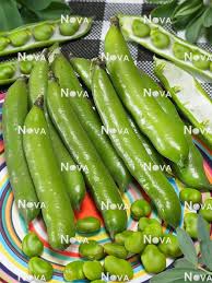 Image result for Vicia faba