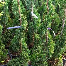 Image result for spiral cut juniper trees