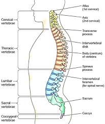Spine Diagram Chart Catalogue Of Schemas