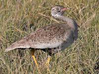 Image result for Burttia prunoides