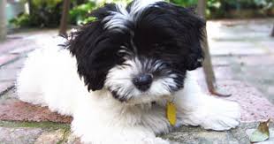 White Havanese Puppy With Black Face