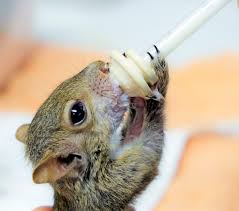 It S Raining Squirrels They Re Cute Clever And Falling From Trees