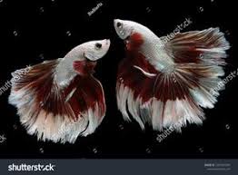 Golden siamese fighting fish, betta fish isolated on a black background. Beautiful Movement Of 2 Halfmoon Betta Fishes On A Black Background Antique Time