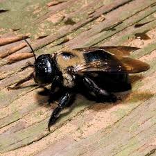 Use the best pest control companies to get rid of unwanted bugs, rodents and reptiles. L A Wildlife Guide Best Pest Control Bee Pest Control Carpenter Bee