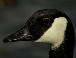 Inspiring all people to #liveintheopen since 1957. Focus On White Cheeked Geese A K A Canada Geese Birdguides