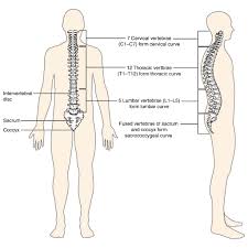 Thingiverse is a universe of things. Back Bones Diagram Lower Back Anatomy Diagram 744 1125 Anatomy System Human Body Anatomy Diagram And Chart Images This Spinal Column Provides The Main Support For Your Body Allowing You