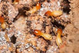Find leading pest controllers ► oak ridge tn termite.com > oak ridge recent advances in pest control technology has provided safer, more effective pest and termite control products termites are known to destroy roofing and wall framing timbers within a few months in a worst case scenario. Warning Signs Of A Spring Termite Infestation In Eastern Tennessee Russell S Pest Control