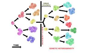 In contrast to benign neoplasms, they are more locally invasive, have a greater degree of cellular . Tumour Heterogeneity Wikipedia