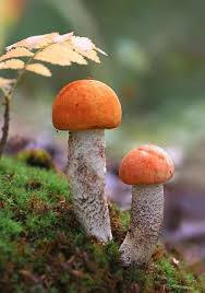 Pin By Olena Lev On Kviti Plodi Listya In 2020 Stuffed Mushrooms Plant Fungus Magical Mushrooms