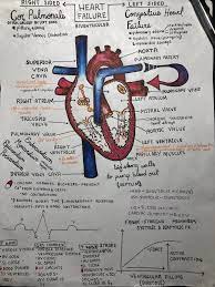Pin On Anatomy And Physiology