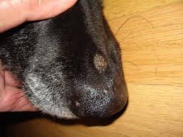 What does ringworm look like? Black Lab Dry Skin