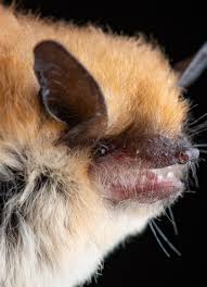 Check the list of insecticides to see which products are currently approved for the take care when treating feral bees to make sure other working bees are not harmed. Backyard Bats Natural History Museum