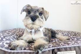Male Mini Schnauzer Puppy Mini Schnauzer Puppies Schnauzer Puppy Miniature Puppies