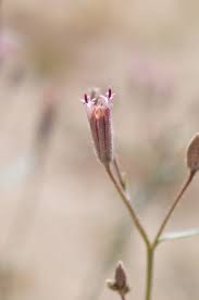 Image result for Justicia odora