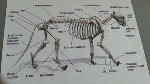 Learn vocabulary, terms and more with flashcards, games and other study tools. Test Small Animal Care Cat Unit Internal Anatomy Mhs Quizlet