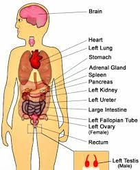 The lung is immediately under the rib cage. Pin By Tina Cattani On Body Organs Body Organs Abdominal Discomfort Anatomy Organs