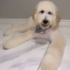 THE BEST 10 PET GROOMERS in GREENVILLE, TX