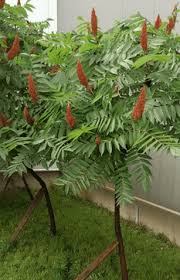 It is related to the poisonous shrub by the. Eat Your Sumac Gardening Austin