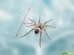 Learn facts about funnel web spiders and funnel weaver spiders. How To Identify A Water Spider 6 Steps With Pictures Wikihow