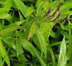 Image result for Verbenaceae