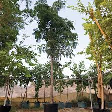 Image result for Albizia lebbeck