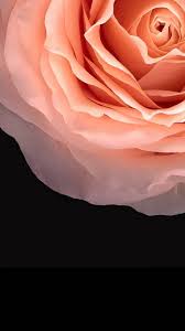 Rose wallpapers for free download. Rose Wallpaper Wallpaper By 75786 5b Free On Zedge