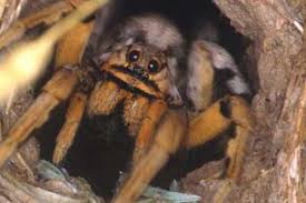 Image result for Tarantula Bite