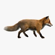 Fox Animated Fur Fox Animation 3d Model