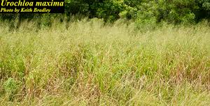 Image result for Urochloa platynota