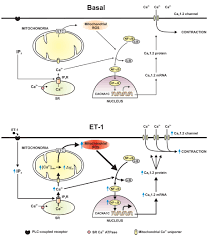 The 2019 j1 league, also known as the 2019 meiji yasuda j1 league (japanese: Mitochondria Control Functional Cav1 2 Expression In Smooth Muscle Cells Of Cerebral Arteries Abstract Europe Pmc