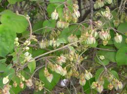 Image result for Pergularia daemia