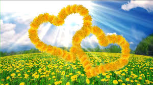 Flowers and hearts background vectors (51,154). Buy Video Yellow Flowers Hearts And Light Background