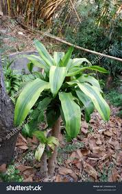 Image result for Dracaenaceae