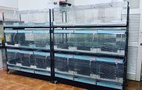 Kandang bisa dibuat dari kayu, bambu, besi, baja atau bahan lainnya yang keras. 100 Contoh Desain Kandang Marmut Terbaik