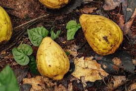 Image result for Massularia