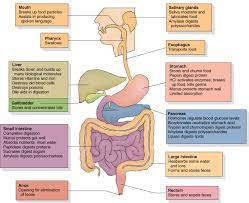 Digestion And Respiration Aicle Spc Je