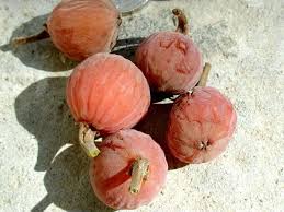 Image result for Ficus sycomorus