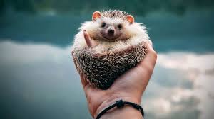 For example, ivan the terrible kept two bears in his palace. Salmonella Outbreaks In Multiple States Linked To Pet Hedgehogs Bearded Dragons Abc News