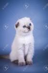Scottish Fold - Wikipedia
