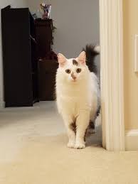 Real Estate Marketing Reviews I Ve Been Wanting To Get A Cat Ever Since I Moved Into My Own Place And Now I Finally Did It Reddit Meet Ath In 2020 Aww