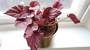 Rhizomatous species begonia rex (putzey's). 7 Causes Of Begonia Leaves Turning Brown And Solutions Smart Garden Guide