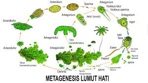 We did not find results for: Metagenesis Lumut Hati Dan Skema Penjelasan Lengkap Pasti Paham