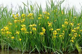 The true water irises, which grow best with water over their crown throughout the year, even in fall and winter, include. Iris Pseudacorus Yellow Iris
