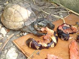 Asian Box Turtle Care Tips And Breeding Notes