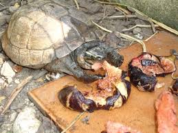 Asian Box Turtle Care Tips And Breeding Notes