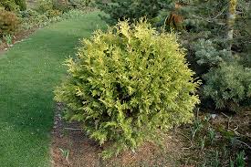 Dreamstime is the world`s largest stock photography community. Golden Globe Arborvitae Thuja Occidentalis Golden Globe In Milwaukee Racine Waukesha Green Bay Oconomowoc Wisconsin Wi At Stein S Garden Home