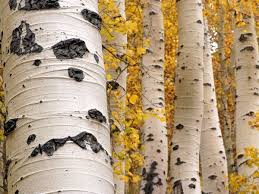 Birch Tree Bark And Stone Coupon Tree Pattern Photos Trees Wallpaper Gallery National Geographic Aspen Trees Tree Wallpaper Photo Tree
